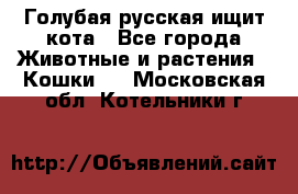 Голубая русская ищит кота - Все города Животные и растения » Кошки   . Московская обл.,Котельники г.